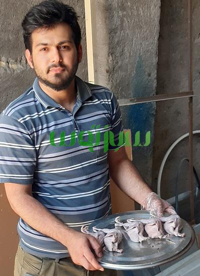 پرکن بلدرچین ، پر کن کبک — تصویر ۶